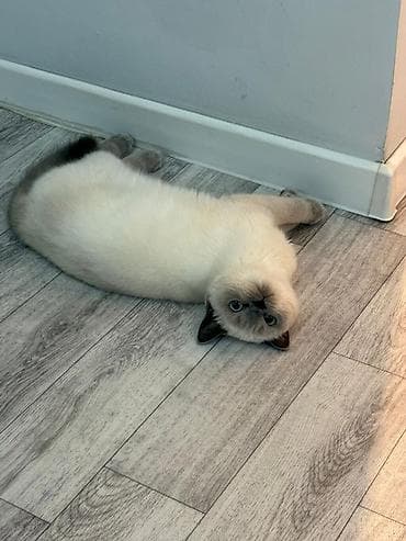 где можно приобрести котенка: Вязка: Британская короткошёрстная, Девочка, 1 год, Белый — 1