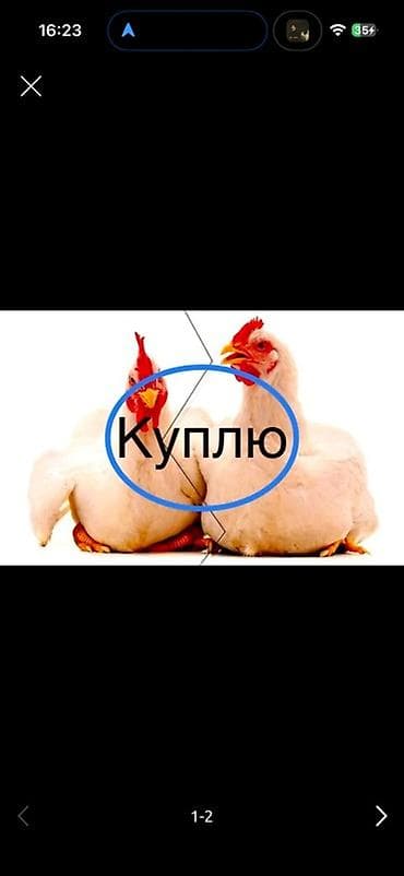 Частное лицо : Куры, петухи, | Любое состояние