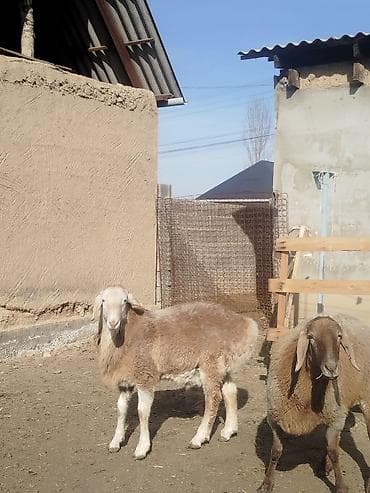 машинки для стрижки животных: Продаю | Ягненок, Баран (самец) | Арашан | Для разведения | Племенные — 9