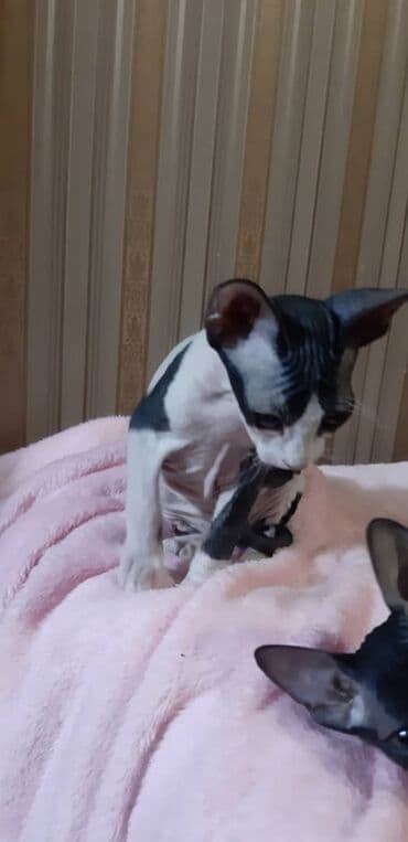 Грызуны: Продаю котят породы сфинкс: биколор (бело-черный, серо-бело-рыжий — 11