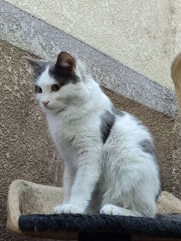 Ищем дом кошке. Привезём сами