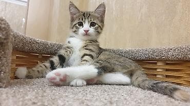 животные кошки: 2 месяца, Мальчик, Приучена к лотку, Проглистована — 4