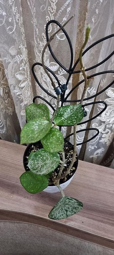 Аглаонемы: Аглаонема вариегатная (розово‑зеленые формы) Декоративно-лиственное — 10