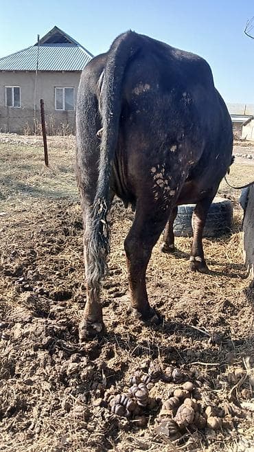 Башка жаныбарлар: Сатам | Уй (ургаачы) | Көбөйтүү үчүн | Бооз — 3