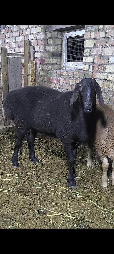 ящик аары: Сатам | Ургаачы кой (ургаачы) | Көбөйтүү үчүн | Асыл тукумдуу — 7