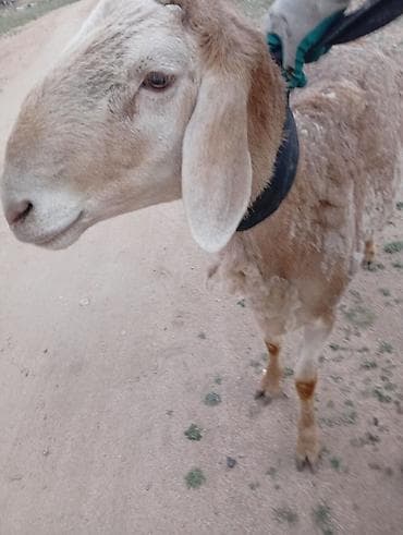 крематорий для животных бишкек: Продаю | Баран (самец) | Арашан | Для разведения — 3