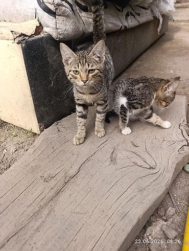 Животные: Котята, домашние Описание: Отдам в добрые любящие руки. - На выбор — 8