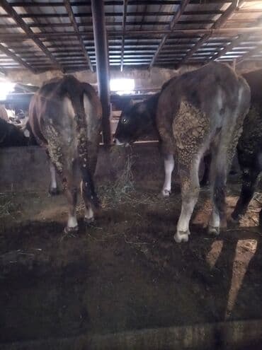 годовалые телки: Продаю | Тёлка — 2