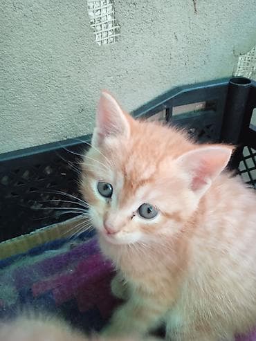 кошка мышык: Котята-домашние компаньон - Породы/масти: классические — 3