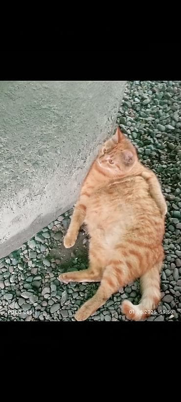 scottish fold: Пропала кошка, в районе Фрунзе /западная Фрунзе Алматинка! — 2