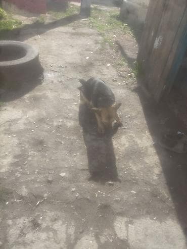 где купить утят: Немецкая овчарка, чёрно‑рыжий окрас. Среднего роста, пропорциональное — 4