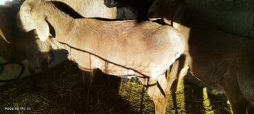 купить собаку для охоты: Продаю | Баран (самец) | На забой | Осеменитель — 6