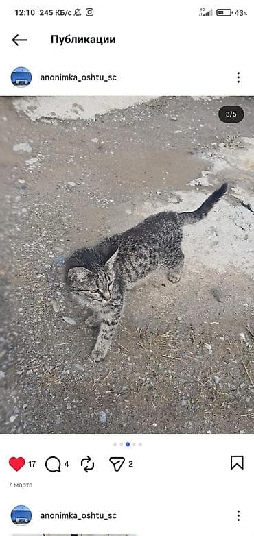 котёнок токмок: Отдаётся в добрые руки домашний котёнок с красивым тигрово-серым — 3