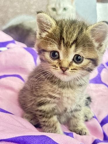 scottish fold: Котёнок тигровый табби - Порода/тип: короткошёрстный домашний — 1