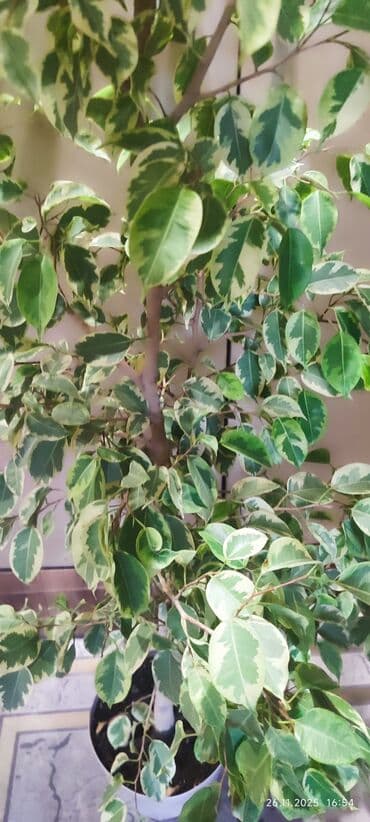 цветы комнатный: Фикус Бенджамина в современном кашпо - Декоративно-лиственное — 1