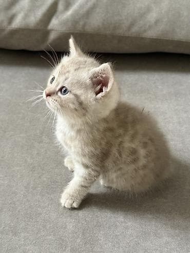 веслоухая кошка: Скотиш Фолд (Шотландская вислоухая), 1 месяц, Девочка, Серый, Приучена к лотку — 9