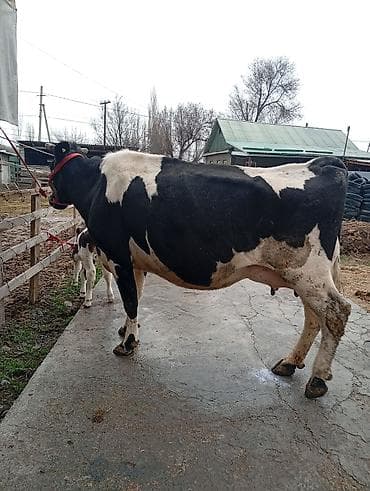 купить карову: Продаю | Корова (самка), Музоо, торпок | Для разведения, Для молока | После отела — 5