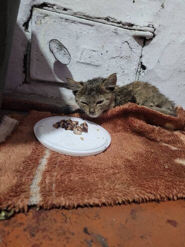 продажа щенков немецкой овчарки с документами в бишкеке: Девочка — 3