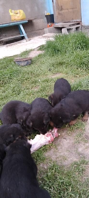 личинка карпа: Щенки немецкой овчарки. Мать потомок золотого клыка, кабель 70 см — 1