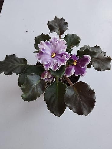 продаю комнатные цветы: Комнатные растения в горшках: 1) Фикус эластика (каучуконосный) — — 3