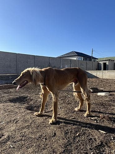 собака чихуахуа: Тайган кучук Бир ай чиста кровный — 8