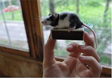 Декоративные кролики: Продаются хомячки джунгарские, сирийские, ангорские пушистые хомячки — 6