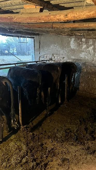 куплю кота: Продаю | Бык (самец) | На откорм | Привязанные — 7