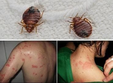 Клининговые услуги: Дезинфекция, дезинсекция, | Клопы, | Офисы, Квартиры, Дома — 6