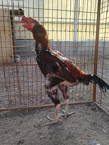 продажа кукурузу: Продаю | Петух — 1