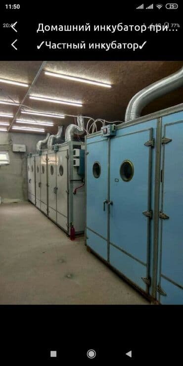 манты 10 с: Частный инкубатор принимает яйцо на вывод в неограниченном количестве — 1