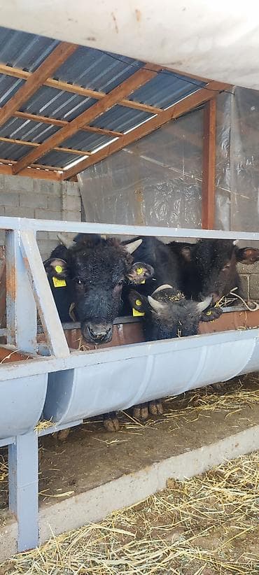 Продаю | Бык (самец) | На откорм | Привязанные