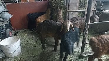 козу срочно: Продаю | Ягненок | На забой — 9