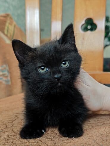 кошка цена: 🎄 Новогодний котенок в добрые руки, отдам даром🏠 Под Новый год — 3