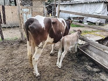 поилка для крс: Продаю | Корова (самка) | Для молока | Привязанные — 6