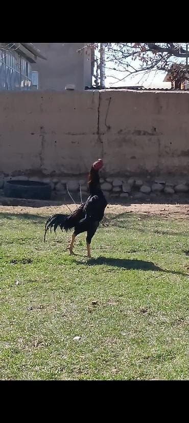 куплю хомяка с клеткой: Продаю | Петух | Бойцовая | Для разведения — 4