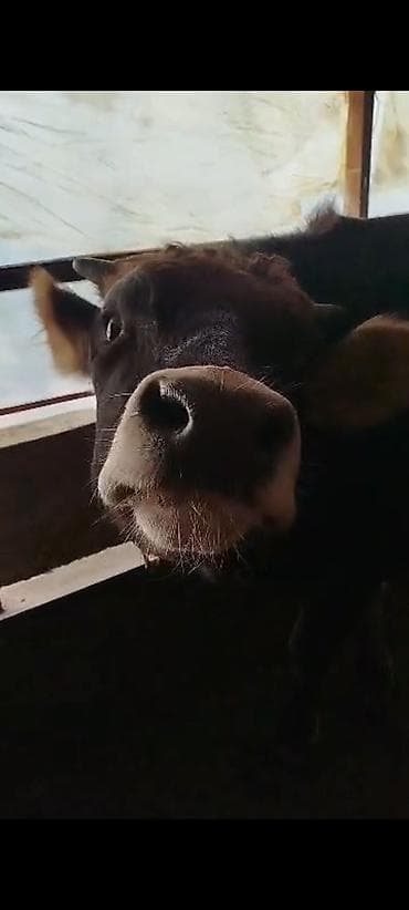 продаю дойную корову: Продаю | Тёлка | Для молока | Привязанные — 2