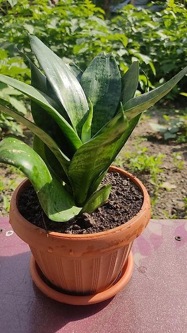 драценна: Сансевиерия (Sansevieria) в горшке - Компактный сорт с широкими — 4
