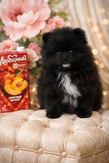 мальтипу купить: Шпиц щенки с документамибелая(крем) девочка выразительные глазки - — 1