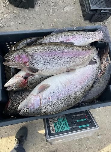 Молочные продукты и яйца: Продаю живую форель !!! от 1.8кг до 2.5кг ГОРОД — 1