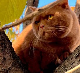 добрый: Котята Редкие Корица!!! Элитные британцы окраса Циннамон – эксклюзивно — 2