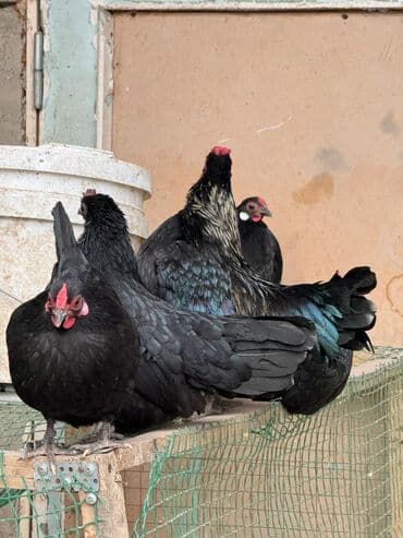 домашние куры: Продаю | Куры, Петух — 3
