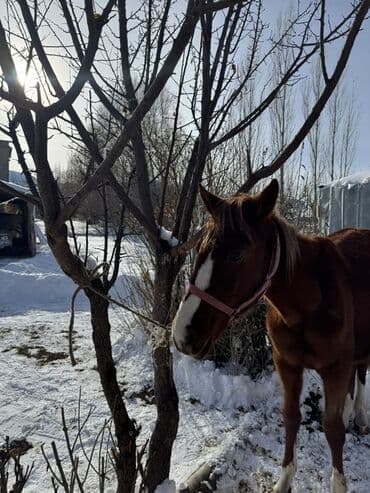 товары для кошек: Продаю | Кобыла (самка) | Рабочий — 2