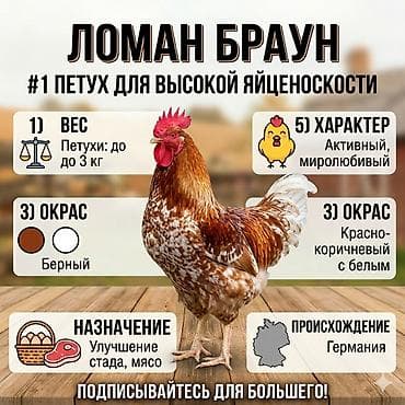 продаю курицы: Продаю | Цыплята | Бройлерная — 9