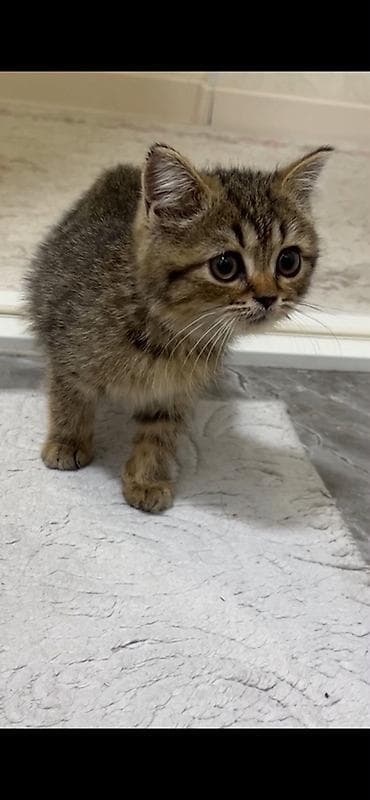 үй жаныбарлар: Пушистый котёнок табби (короткохвостый тип бобтейл Девочка, 2 месяца — 3