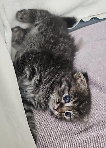 Пушистый котёнок-девочка с эффектной дымчато-тигровой шерстью. Мягкий — 3