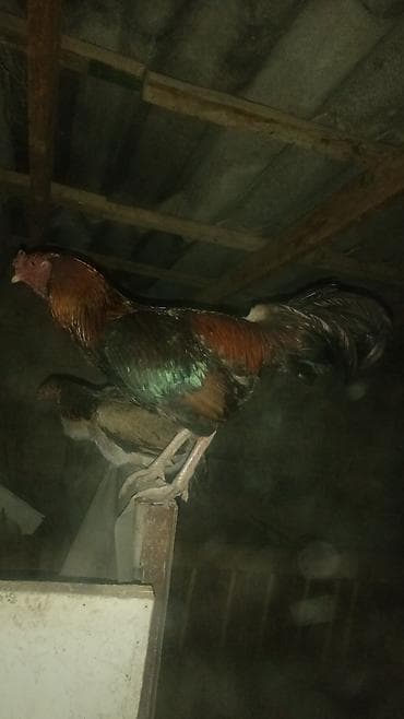 кызыл октябрь: Сатам | Короздор | Дакан | Көбөйтүү үчүн — 1