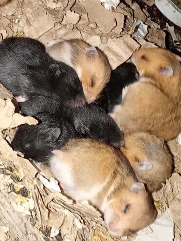 хомяк цена бишкек: Продаю сирийских хомяков. Возраст 1месяц. Цвет черный, золотистый — 2