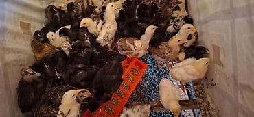 Животные: Продаю | Цыплята | Для разведения — 2
