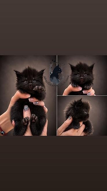 купить кошку манчкин: Мейн-кун, 1 месяц, Девочка, Голубой, Приучена к лотку, Проглистована, С прививками — 10