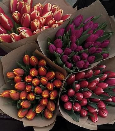 оптом тюлпаны: Тюльпаны оптом от производителя. - Разнообразие цветов: красные — 5